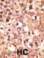 Cry1 Antibody (C-term)